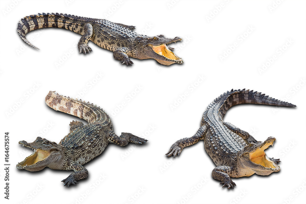 Fototapeta premium Freshwater crocodile on white background