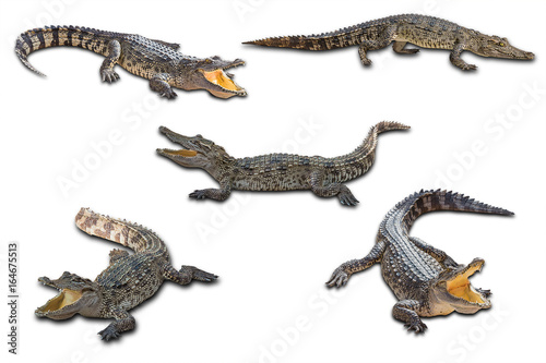 Obraz na plátně Freshwater crocodile on white background