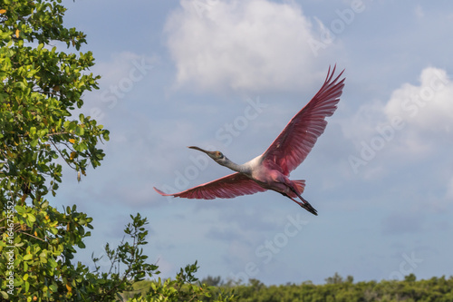 Roseate Spoonbill Flying, J.N. ''Ding'' Darling National Wildlife Refuge, Sanibel Island, Florida, USA