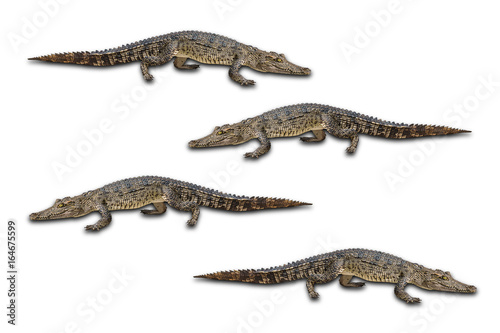 Freshwater crocodile © phoopanotpics
