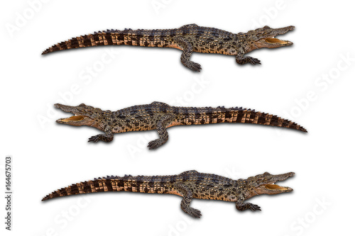 Obraz na plátně Freshwater crocodile