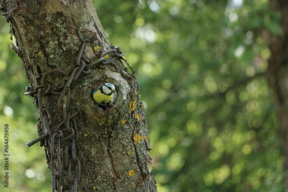 Small bird titmouse with yellow belly is feeding its babys with snail Small bird titmouse with yellow belly is feeding its babys with snail