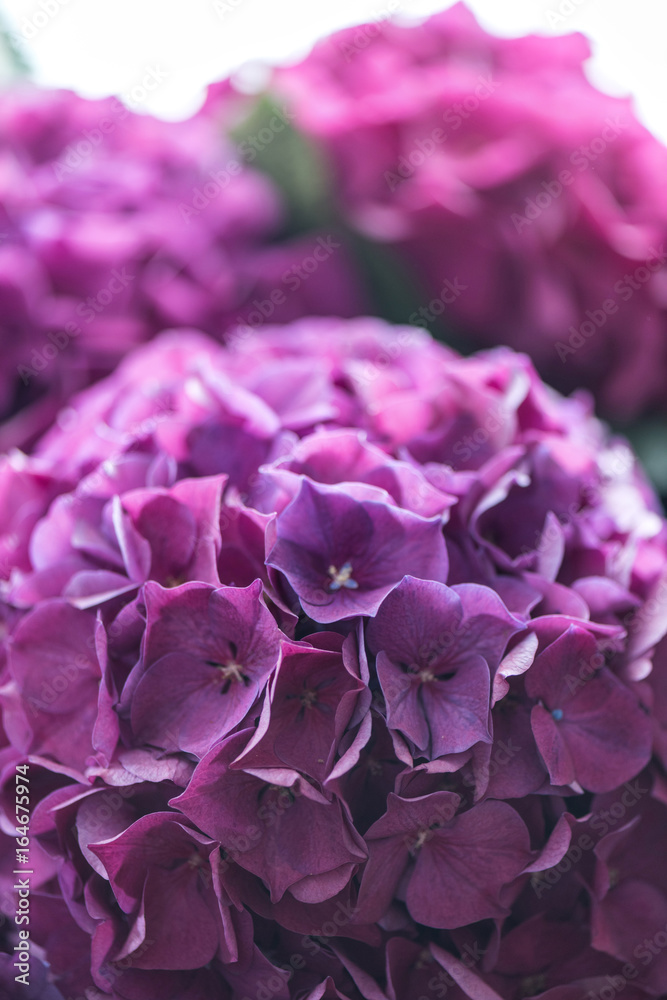 Close-up view of beautiful blooming purple hydrangea flowers
