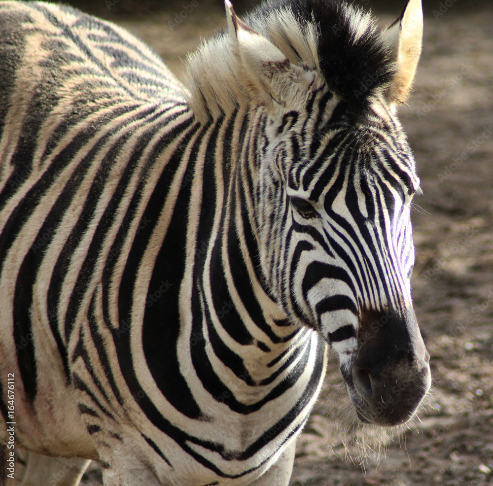 The Chapman's zebra (Equus quagga chapmani) The Chapman's zebra (Equus quagga chapmani)