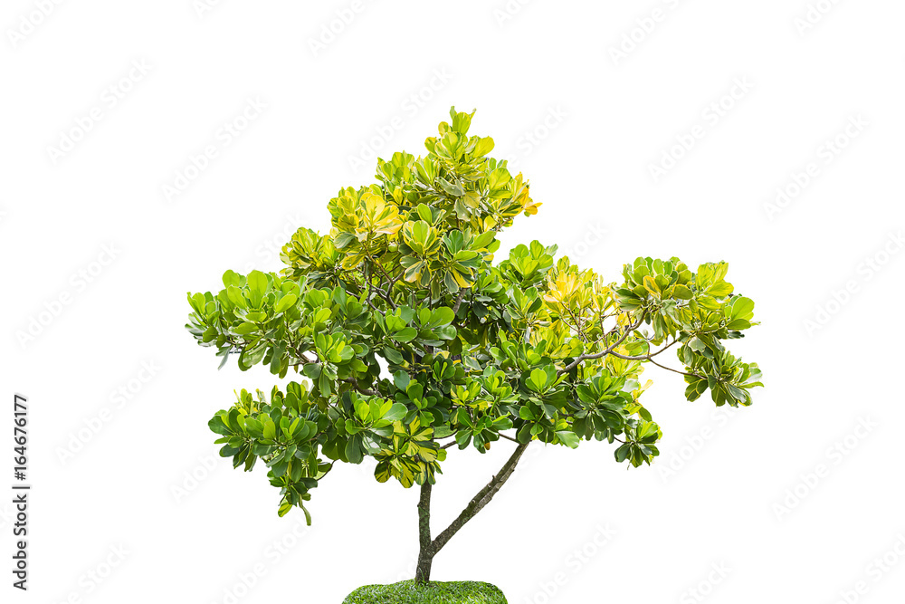 Fototapeta premium isolated green tree