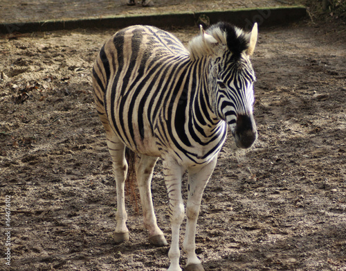 The Chapman s zebra  Equus quagga chapmani 