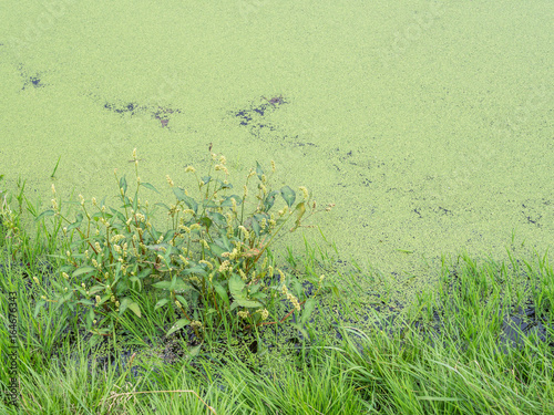 Wasserlinse am Teich  photo