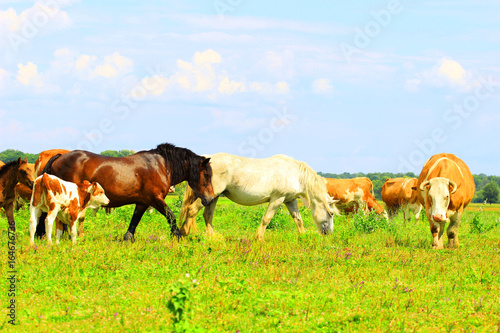 Farm animals, cows and horses
