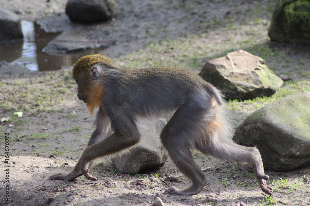 The mandrill (Mandrillus sphinx)