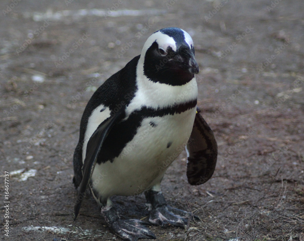 Fototapeta premium The African penguin (Spheniscus demersus)