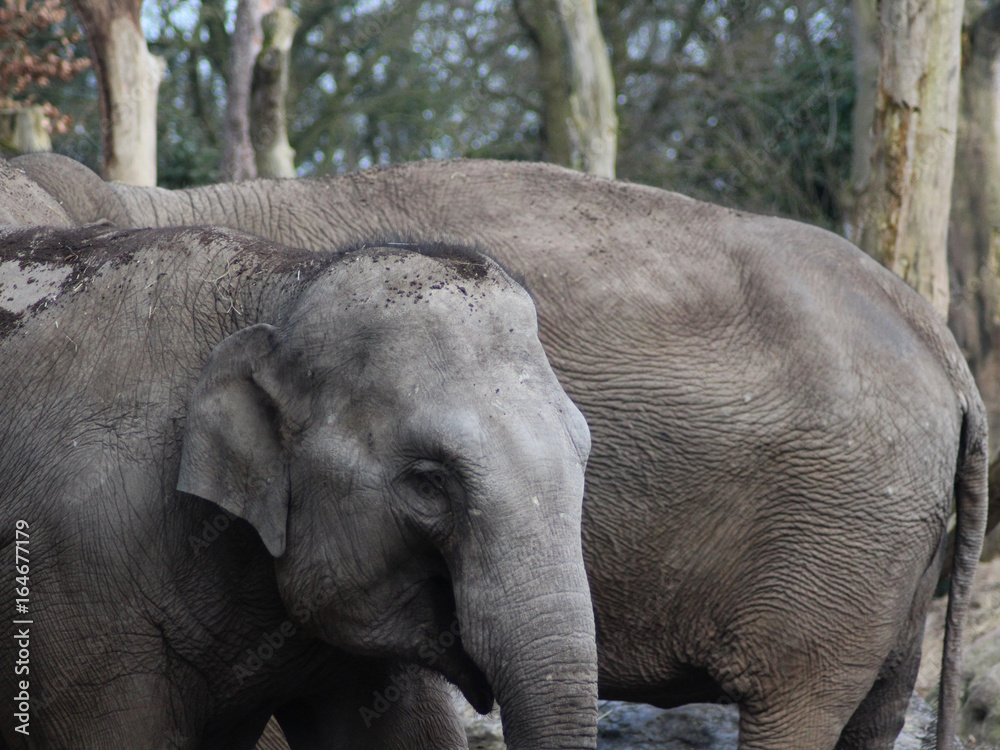 Fototapeta premium Asian elephant (Elephas maximus)