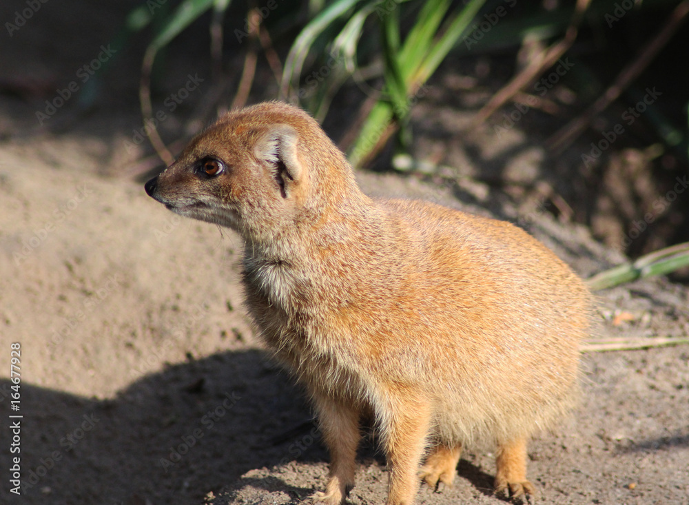 Fototapeta premium The yellow mongoose (Cynictis penicillata)