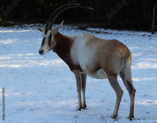 scimitar-horned oryx (Oryx dammah)