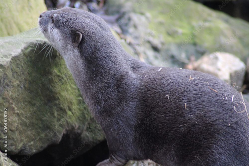 Obraz premium Asian Small clawed otter