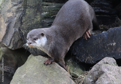 Asian Small clawed otter