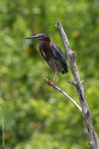 Green Heron, J.N. ''Ding'' Darling National Wildlife Refuge, Sanibel Island, Florida, USA © Dimitris Timpilis