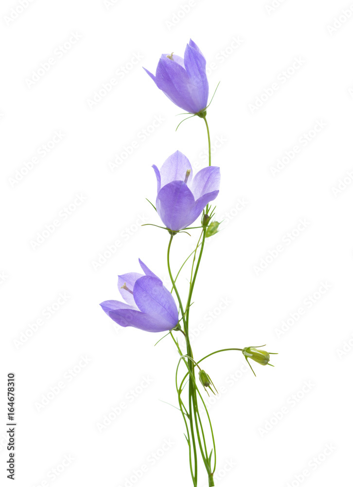 Three bellflowers isolated on white background. Three bellflowers isolated on white background.