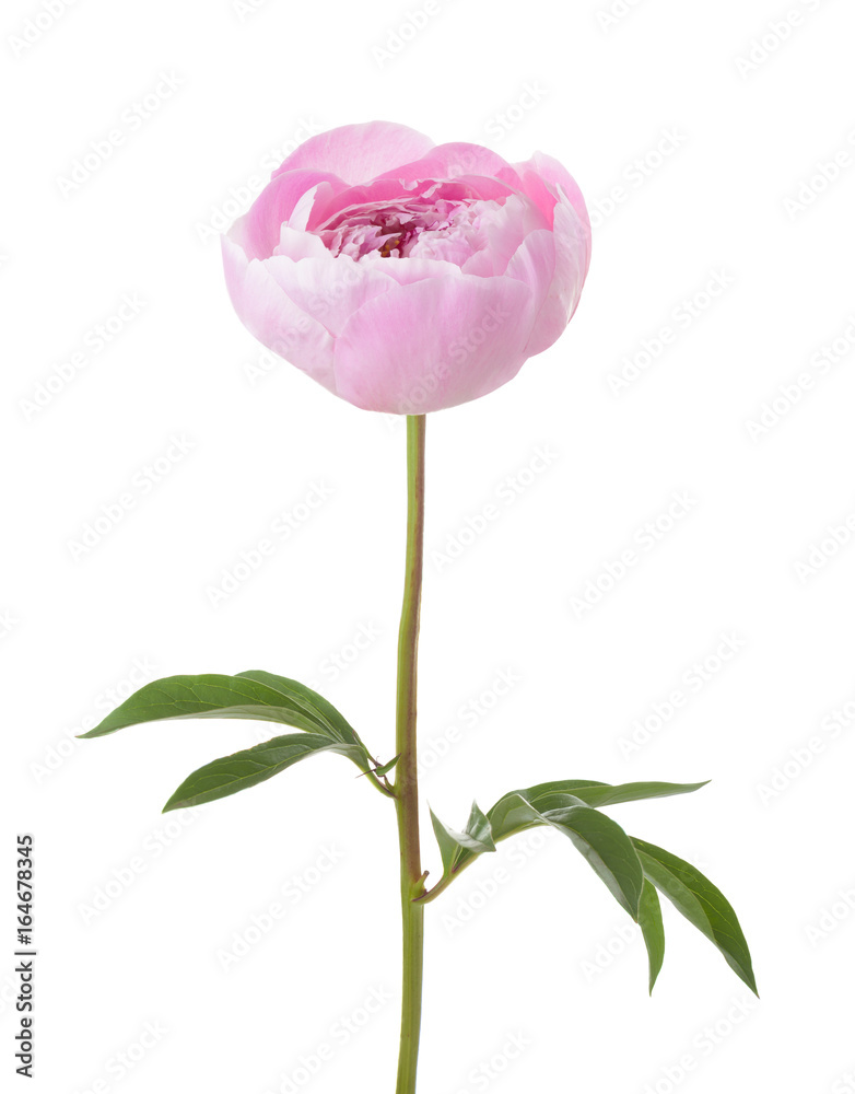 Light pink peony isolated on white background. Light pink peony isolated on white background.