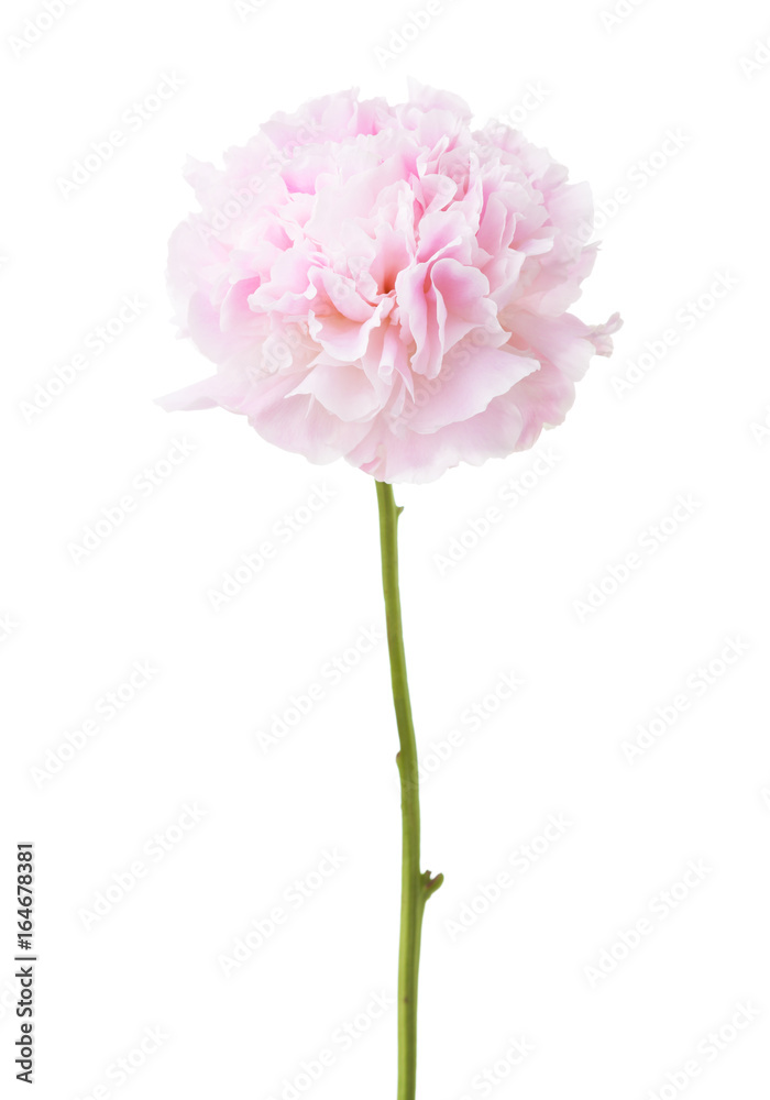 Light pink peony isolated on white background.