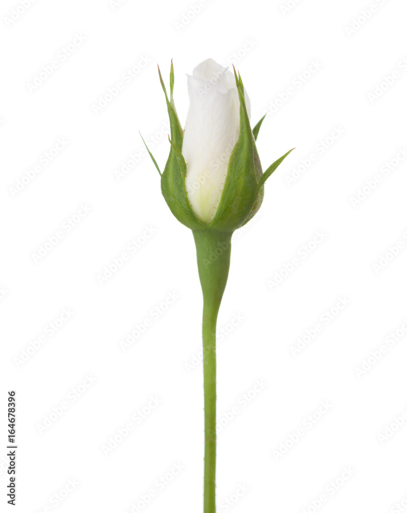 Fototapeta premium Nieodkryty pączek róży białej róży na białym tle.