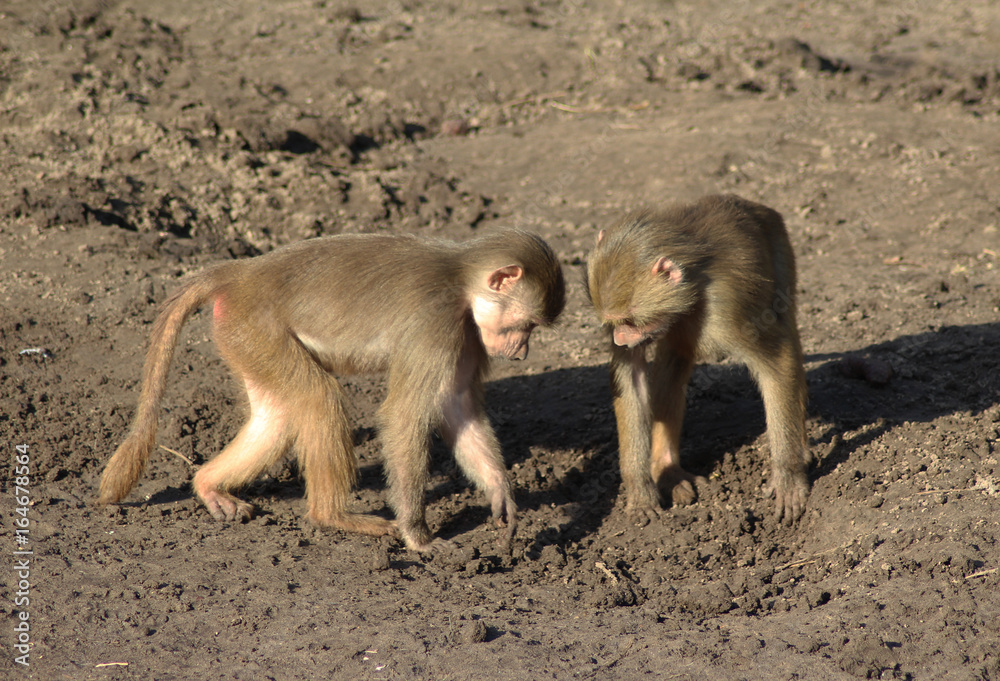 Fototapeta premium The hamadryas baboon (Papio hamadryas)