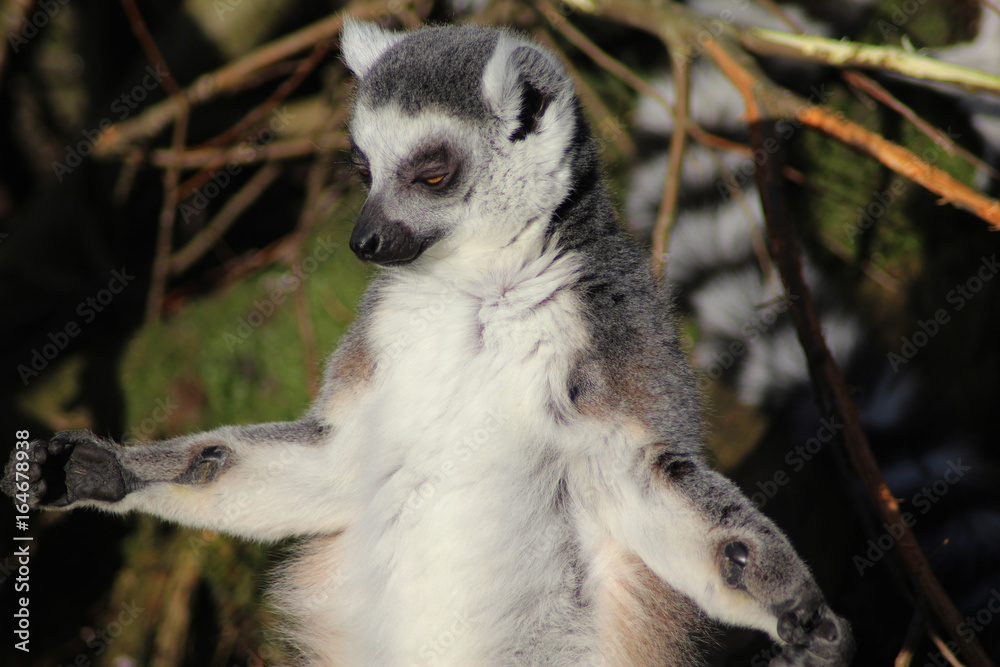Fototapeta premium The ring-tailed lemur (Lemur catta)