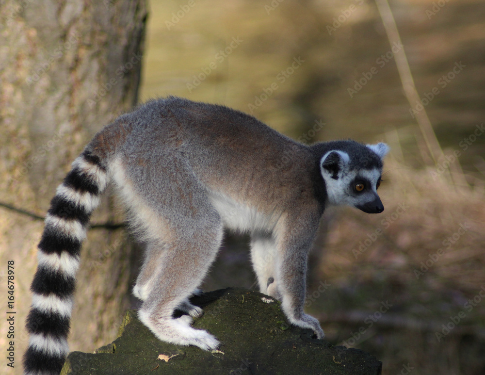 Fototapeta premium The ring-tailed lemur (Lemur catta) 