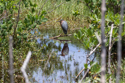 Green Heron, J.N. ''Ding'' Darling National Wildlife Refuge, Sanibel Island, Florida, USA