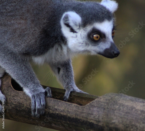 The ring-tailed lemur (Lemur catta)	