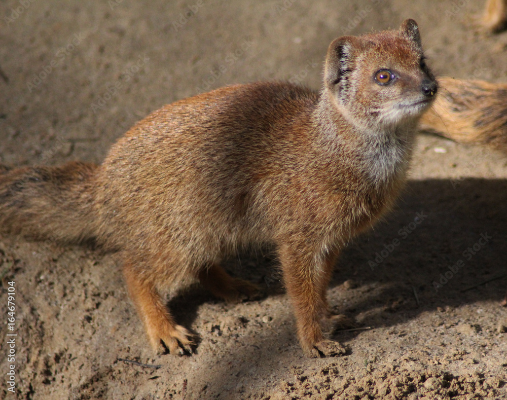 The yellow mongoose (Cynictis penicillata) The yellow mongoose (Cynictis penicillata)
