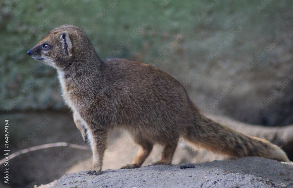 Fototapeta premium The yellow mongoose (Cynictis penicillata) 