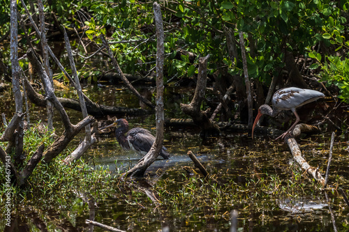 Juvenile White Ibis  Tricolored Heron  Mottled Duck  J.N.   Ding   Darling National Wildlife Refuge  Sanibel Island  Florida  USA