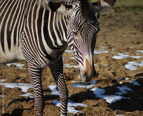 The Gr  vy s zebra  Equus grevyi 