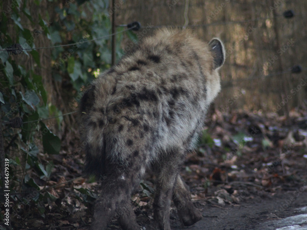The spotted hyena (Crocuta crocuta) The spotted hyena (Crocuta crocuta)