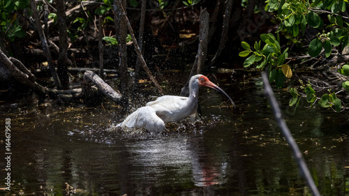 Juvenile White Ibis Bathing, J.N. ''Ding'' Darling National Wildlife Refuge, Sanibel Island, Florida, USA