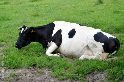 The cow of black and motley breed lies on a grass