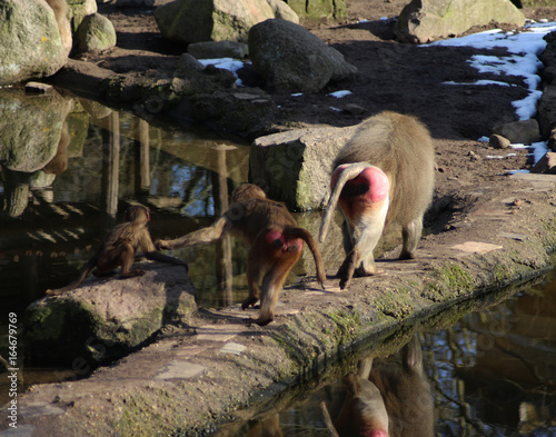 The hamadryas baboon (Papio hamadryas) photo