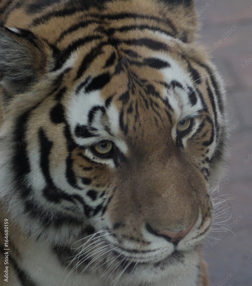 The Siberian tiger (Panthera tigris altaica)