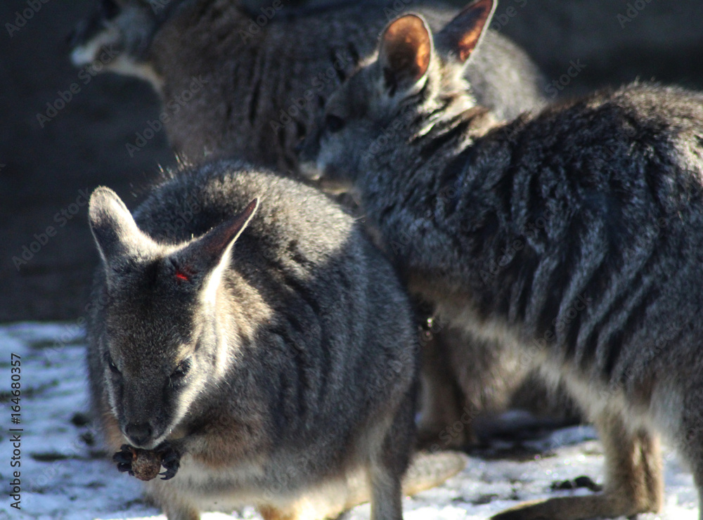 The tammar wallaby (Macropus eugenii) The tammar wallaby (Macropus eugenii)