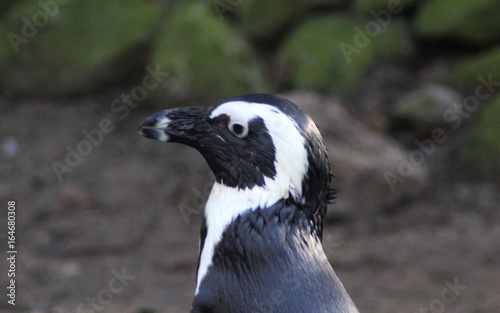 The African penguin  Spheniscus demersus  