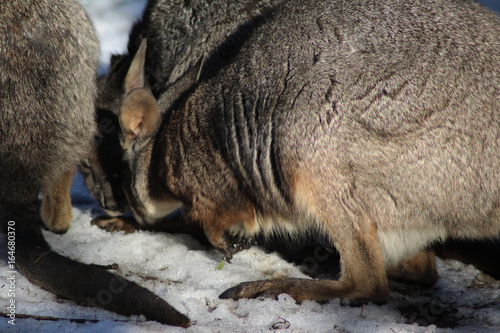 The tammar wallaby (Macropus eugenii) photo
