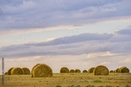A lot of round haystacks in the harvested field after harvesting. Lovely rural farm landscape. Expanse of fields, beautiful sky... 