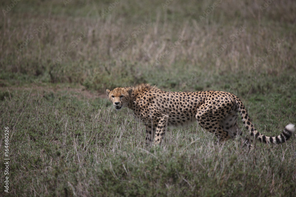 Cheetah Botswana Africa savannah wild animal mammal Cheetah Botswana Africa savannah wild animal mammal