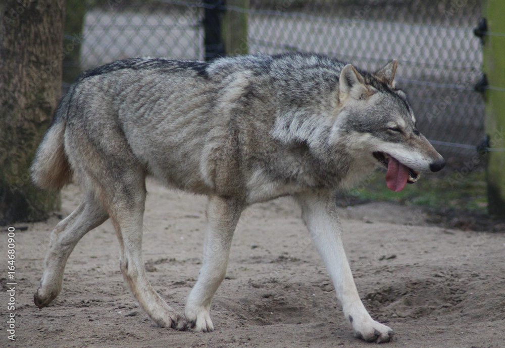 The Eurasian wolf (Canis lupus lupus) The Eurasian wolf (Canis lupus lupus)