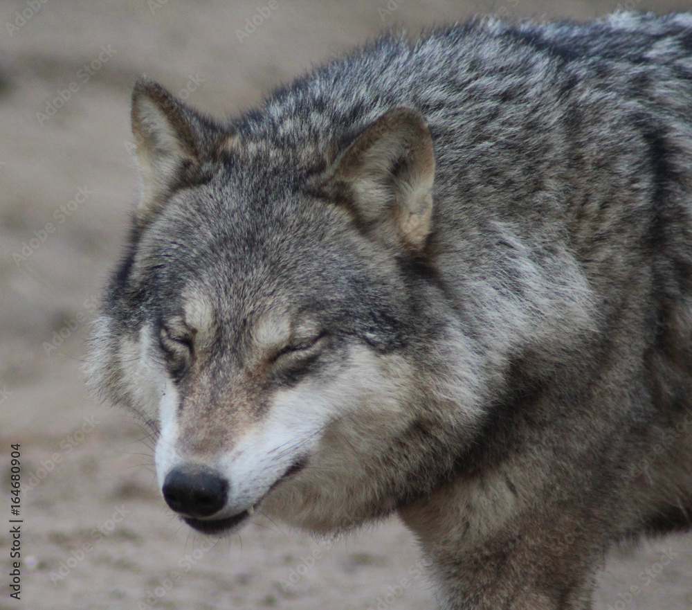 The Eurasian wolf (Canis lupus lupus)