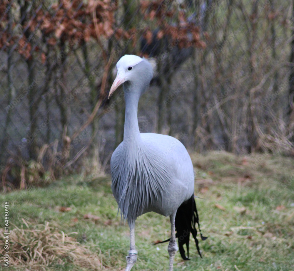 Fototapeta premium The blue crane (Grus paradisea)