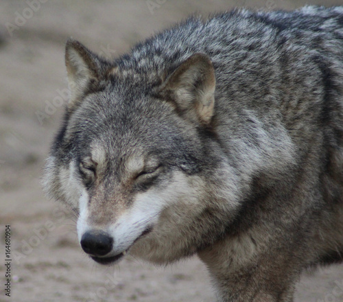 The Eurasian wolf (Canis lupus lupus) © Michael Meijer