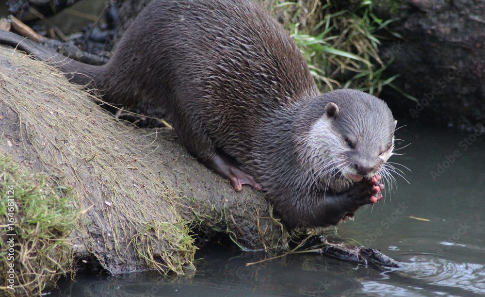 Fototapeta premium Asian Small clawed otter