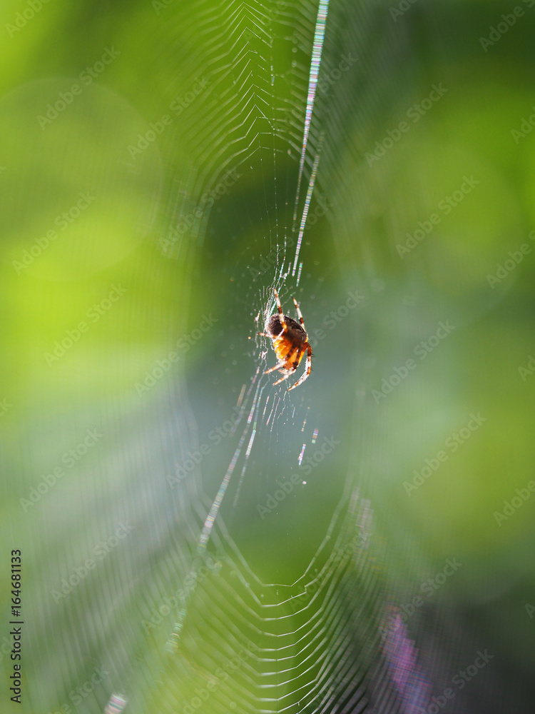 Spider on his net with soft background focus Spider on his net with soft background focus