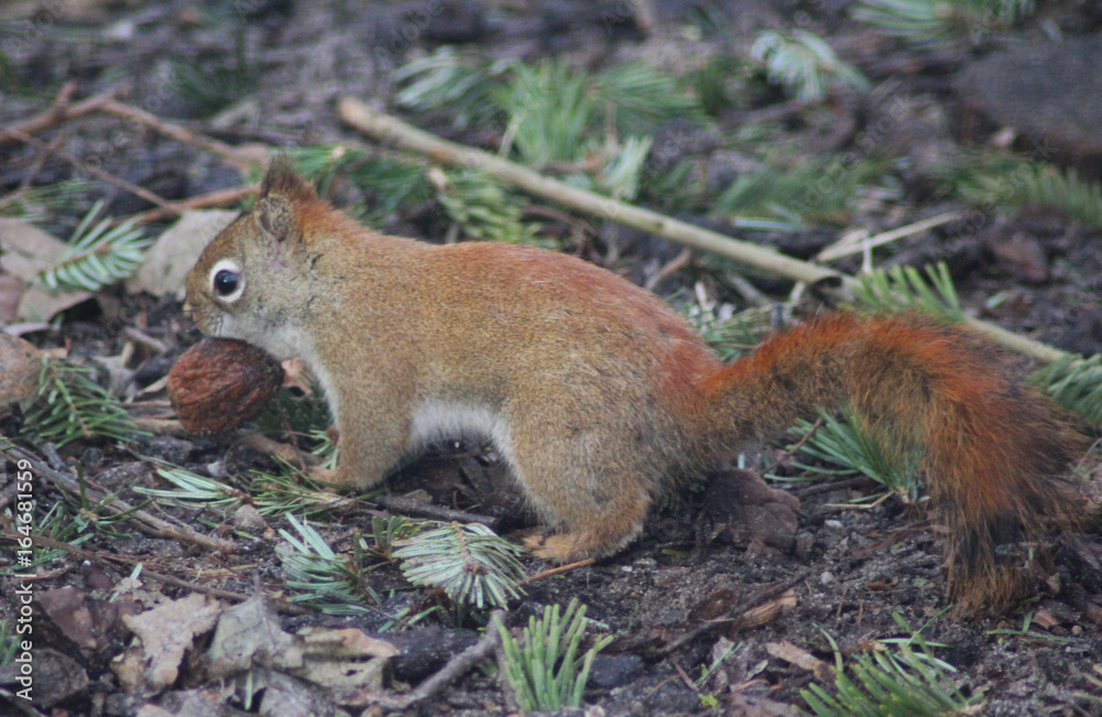 The American red squirrel (Tamiasciurus hudsonicus) The American red squirrel (Tamiasciurus hudsonicus)